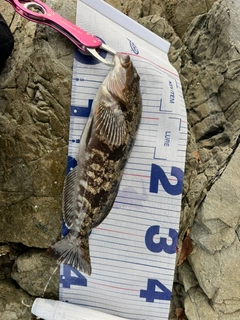 アイナメの釣果