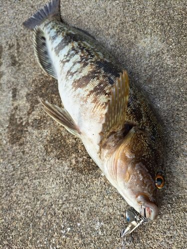 アイナメの釣果