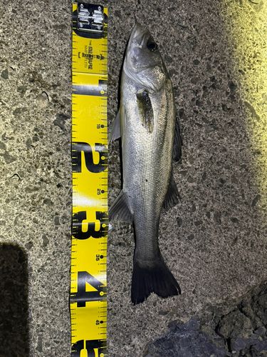 シーバスの釣果