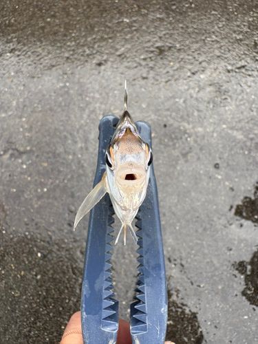 ヒイラギの釣果