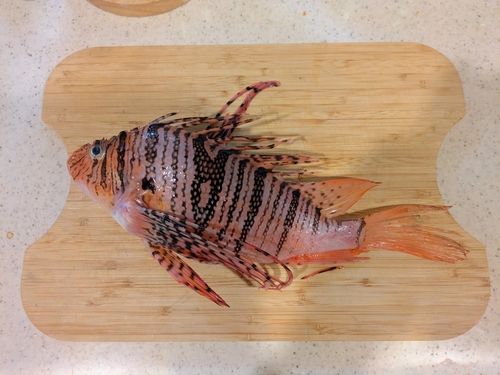 ミノカサゴの釣果