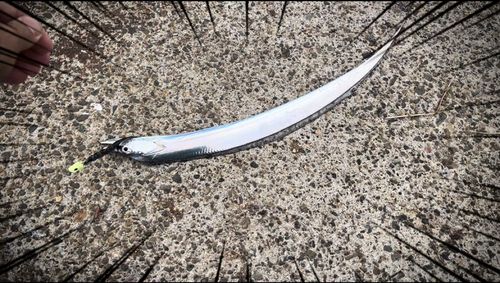 タチウオの釣果