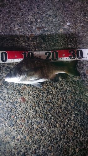 若洲海浜公園海釣り施設