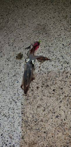 イカの釣果