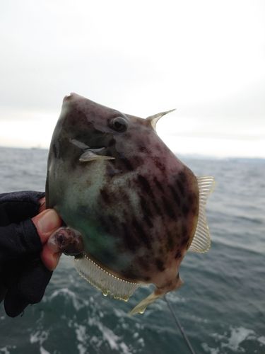 カワハギの釣果