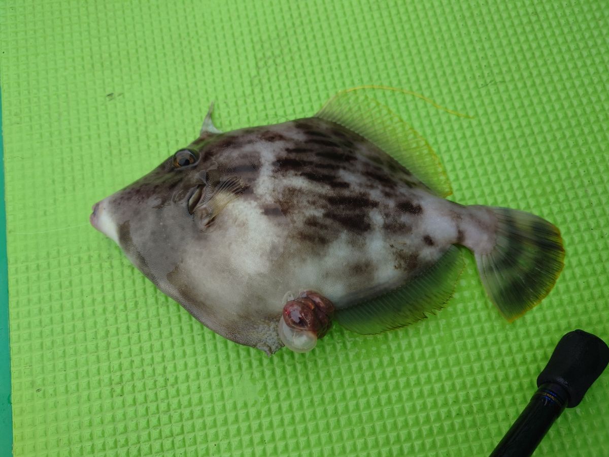 カワハギ太郎さんの釣果 2枚目の画像