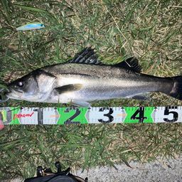 フッコ（マルスズキ）