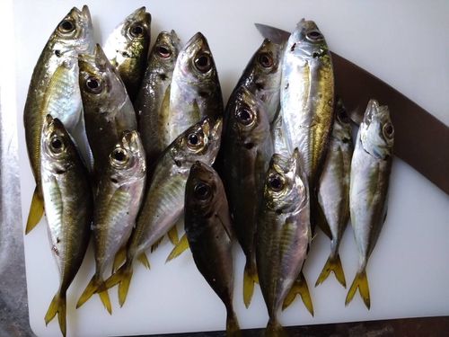 マアジの釣果