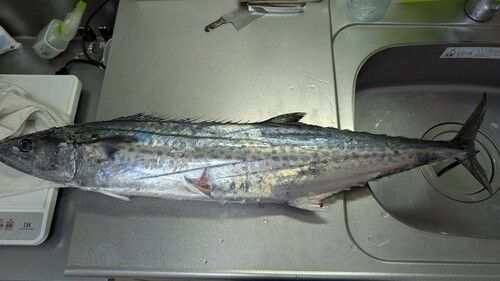 サワラの釣果