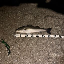 セイゴ（マルスズキ）