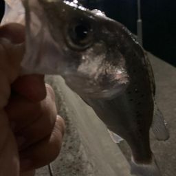 セイゴ（タイリクスズキ）