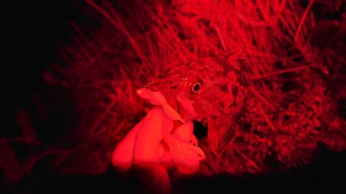 三陸海岸（青森）