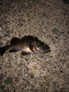 エゾイソアイナメの釣果