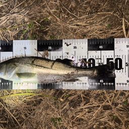 セイゴ（マルスズキ）