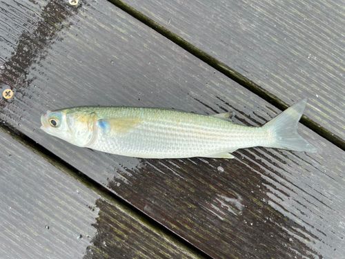 仙台港中央公園