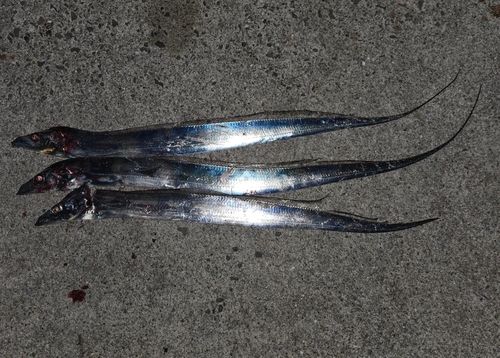 タチウオの釣果