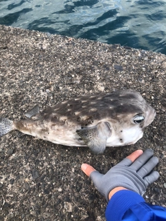 イシガキフグの釣果
