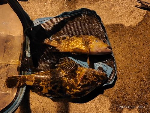 タケノコメバルの釣果