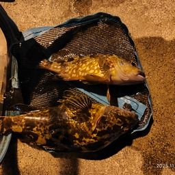 タケノコメバル