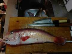 シロアマダイの釣果