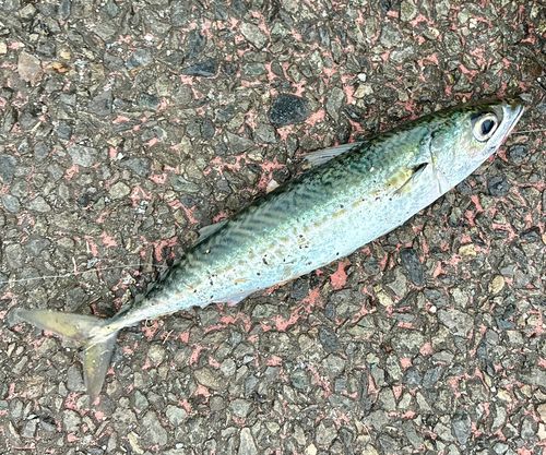 ゴマサバの釣果