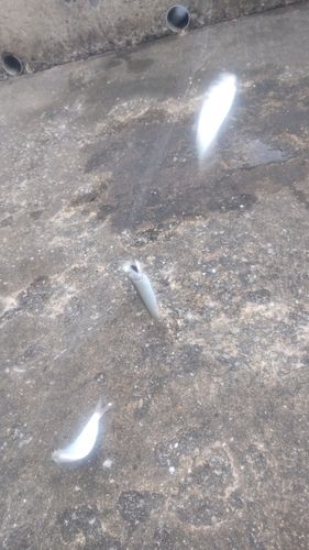 カタクチイワシの釣果