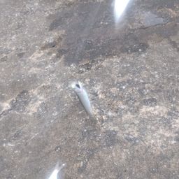 カタクチイワシ