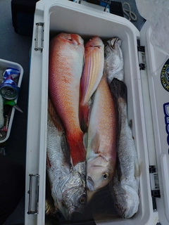 シロアマダイの釣果