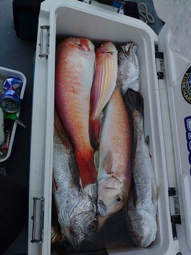 シロアマダイの釣果