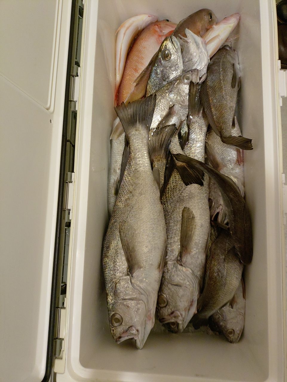 Devilrayさんの釣果 2枚目の画像