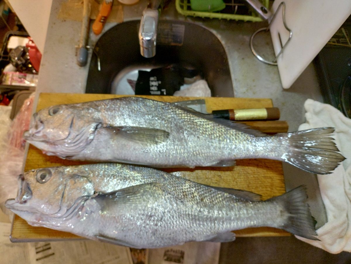 Devilrayさんの釣果 3枚目の画像