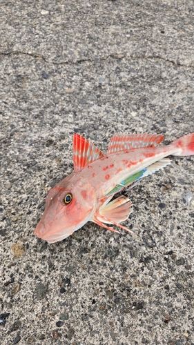 ホウボウの釣果