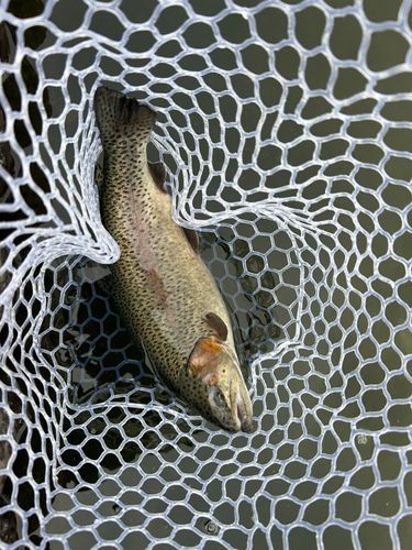 ベリーパーク in FISH ON! 王禅寺