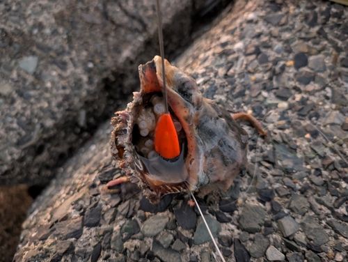 イイダコの釣果