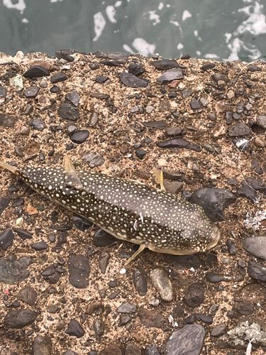 クサフグの釣果