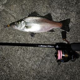 セイゴ（マルスズキ）