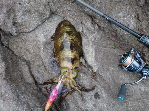 アオリイカの釣果