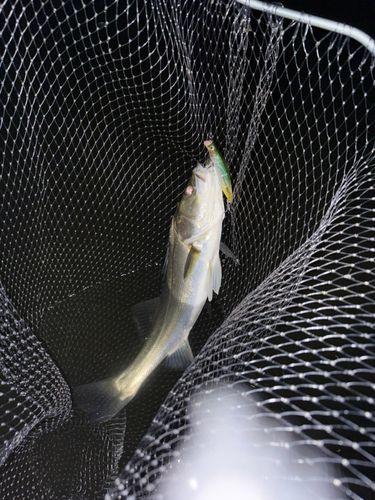 セイゴ（マルスズキ）の釣果