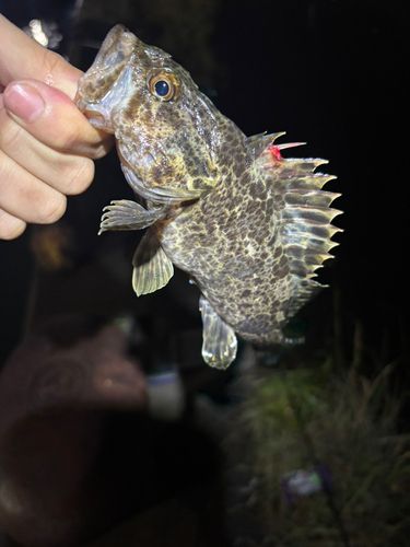 タケノコメバルの釣果