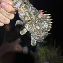 タケノコメバル