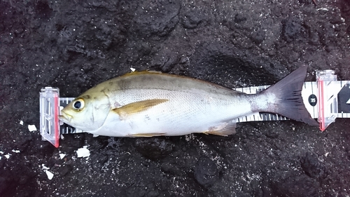 イサキの釣果