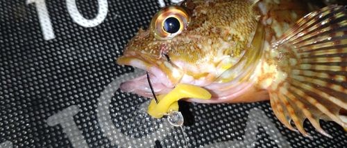 金沢水際線緑地（福浦岸壁）