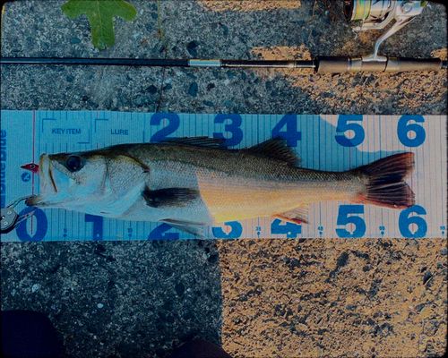 シーバスの釣果