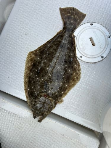 ヒラメの釣果