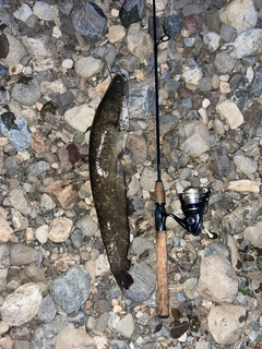 ナマズの釣果