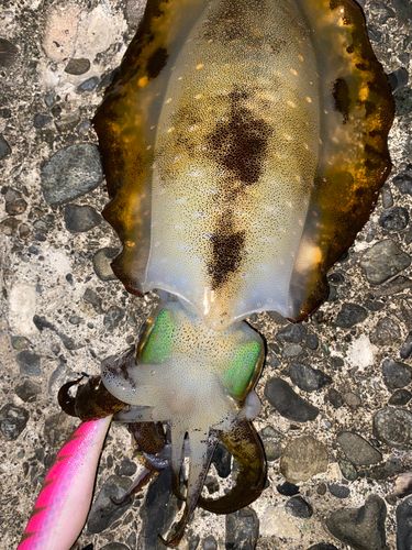 アオリイカの釣果