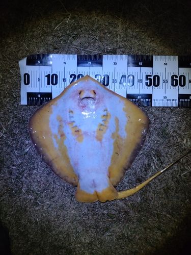 アカエイの釣果