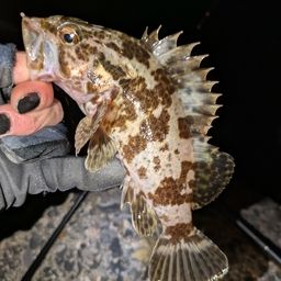 タケノコメバル