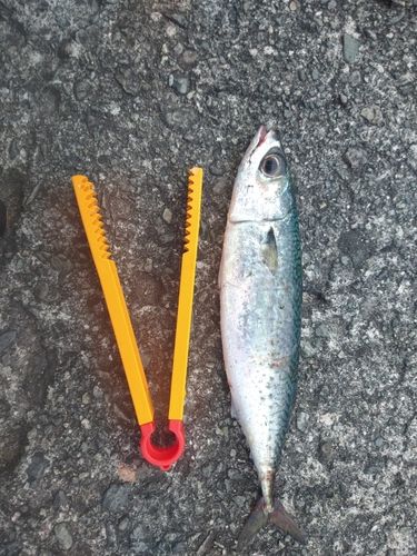 熱海港海釣り施設