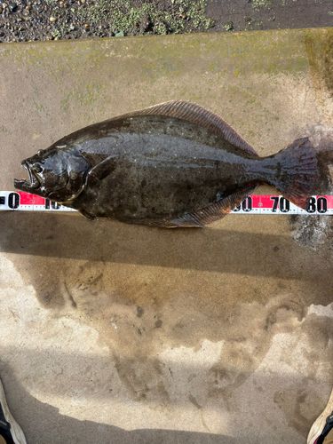ヒラメの釣果
